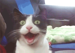 omfgcat.gif
